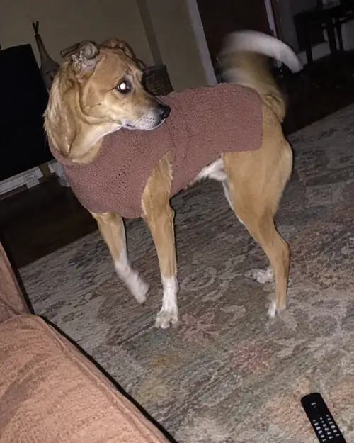 Dog wearing a finished handmade coat at home